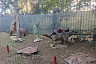 В Энгельсе продают парк динозавров