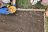 Юные саратовцы вырастили зелень для сублимированных супов бойцам